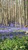 bluebell1.jpg