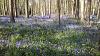 bluebell2.jpg